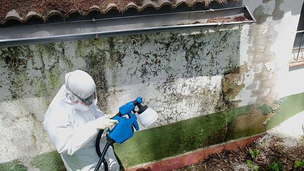 Top rated local Mold Remediation specialists in Redmond, WA